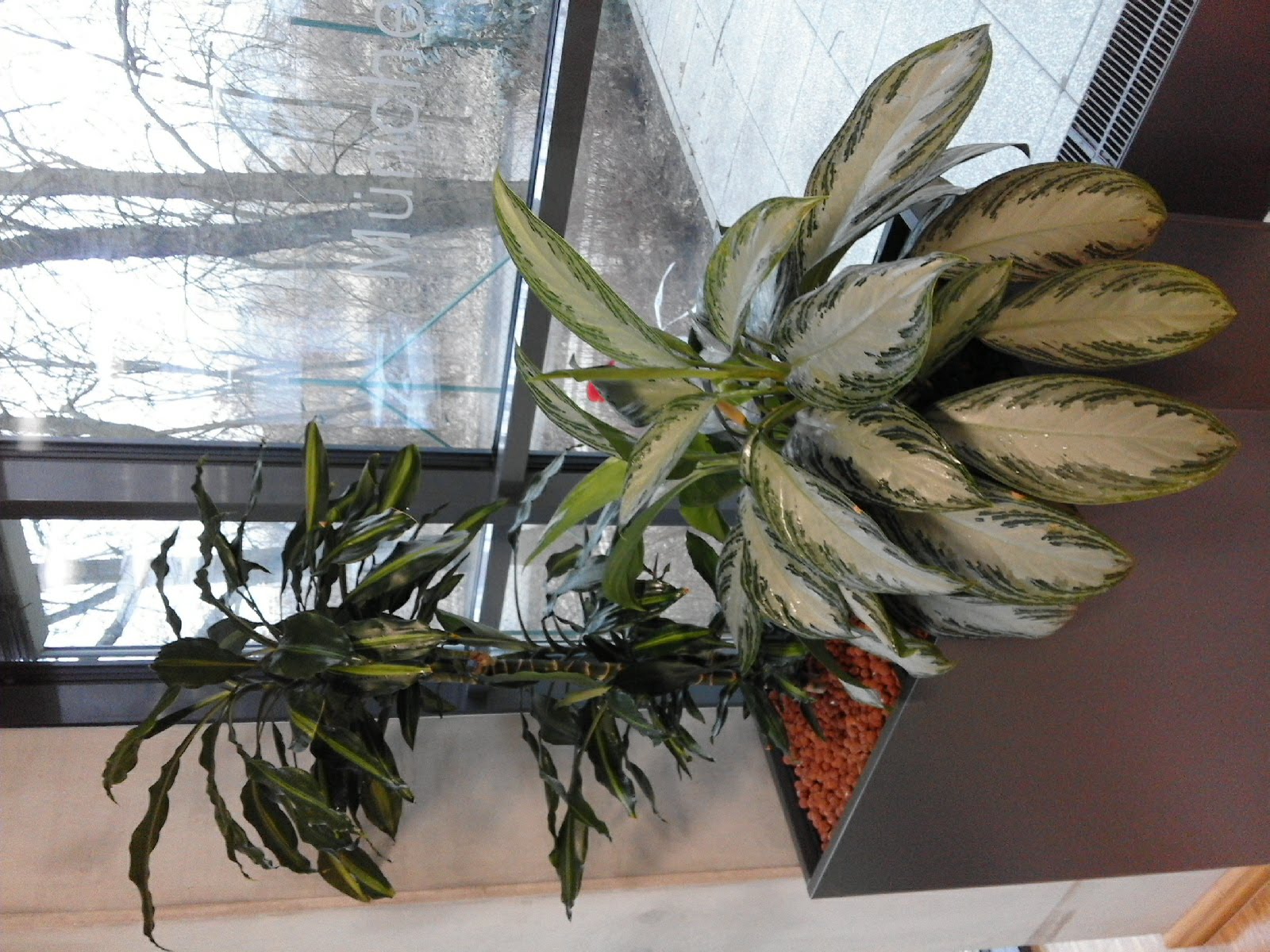 Hydroponie IVEMA._11