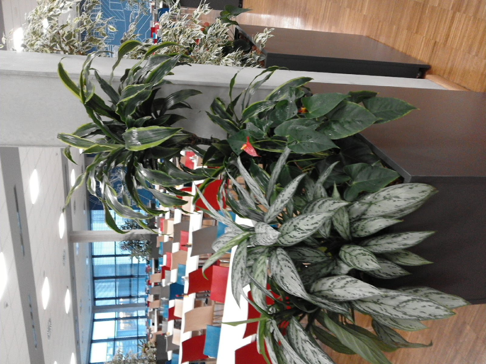 Hydroponie IVEMA._10